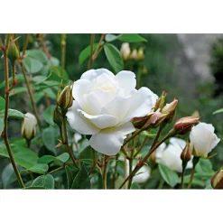 Kletterrose weiß Topf 23 cm*Plantiflor Online