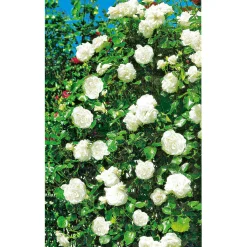 Kletterrose weiß Topf 23 cm*Plantiflor Online