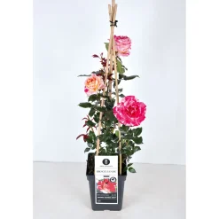 Kletterrose „Zweifarbig“, Topf Ø 23 cm^Plantiflor Hot