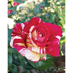 Kletterrose „Zweifarbig“, Topf Ø 23 cm^Plantiflor Hot