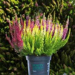 Knospenheide Beauty Ladies Trio^Plantiflor Best