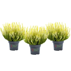 Plantiflor Knospenheide Beauty Ladies Topf Durchmesser 9,5 cm