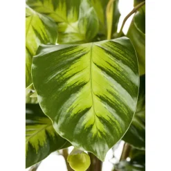 Korbmarante Topf 12 cm*Plantiflor Hot