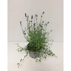Lavendel mit Mühlenbeckia Durchmesser 13 cm^Plantiflor