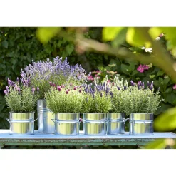 Plantiflor Lavendel Munstead Topf- Durchmesser 13 cm