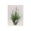 Lavendel Twin blau-weiß T13*Plantiflor Outlet