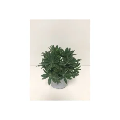 Lupine P13*Plantiflor Clearance