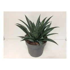 Plantiflor Mangave Mix T19