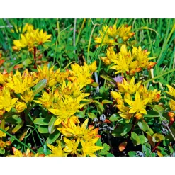 Mauerpfeffer Topf Durchmesser 12 cm*Plantiflor New