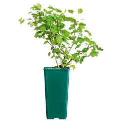 OBST Stachelbeere grün 2 L Eck^Plantiflor Discount