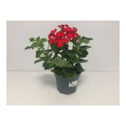 Plantiflor Pelargonie Calliope Topf Durchmesser 12 cm