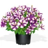 Plantiflor Petunia Topf Durchmesser 12 cm