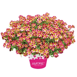 Plantiflor Petunia Topf Durchmesser 12 cm