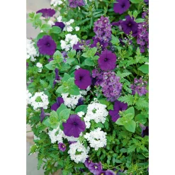 Plantiflor Petunie großblumig ton in ton T13