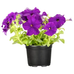 Plantiflor Petunien Topf Durchmesser 13 cm