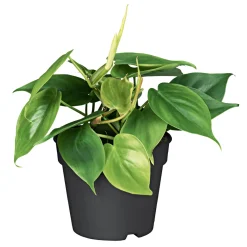 Plantiflor Philodendron Topf Durchmesser 12 cm
