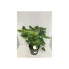 Philodendron Little Hope 55-65 cm T21*Plantiflor Hot