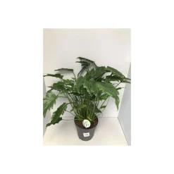 Plantiflor Philodendron Xanadu 65-75 cm T21