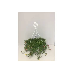 Portulak Ampel T22*Plantiflor Clearance