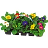 Primel, 10er Pack*Plantiflor Sale