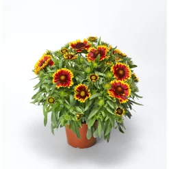 Prärie-Korkadenblume Topf Durchmesser 19 cm^Plantiflor Clearance