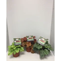 Purpurglöckchen Durchmesser 13 cm versch Farben^Plantiflor Best