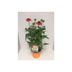 Purpursonnenhut*Plantiflor Clearance