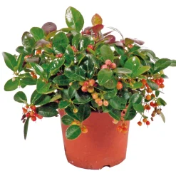 Rebhuhnbeere Topf Durchmesser 10,5 cm^Plantiflor