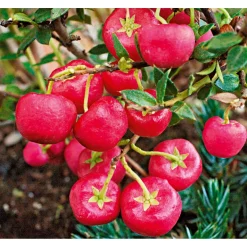 Rebhuhnbeere Topf Durchmesser 10,5 cm^Plantiflor