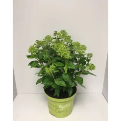Plantiflor Rispenhortensie Whitelight Durchmesser 23 cm