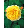 Rose Charles Darwin Topf- Durchmesser 23 cm*Plantiflor Best