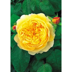Rose Charles Darwin Topf- Durchmesser 23 cm*Plantiflor Best