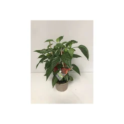 Plantiflor Rote Mini-Paprika Pick-a-Pep T14