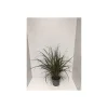 Rotes Lampenputzergras Summer Samba T14*Plantiflor Hot