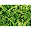 Plantiflor Rucola Topf Durchmesser 12 cm