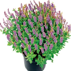 Salbei T14^Plantiflor Discount