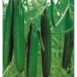 Schlangengurke plastikfrei Topf 12 cm*Plantiflor Hot