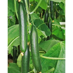 Schlangengurke plastikfrei Topf 12 cm*Plantiflor Hot