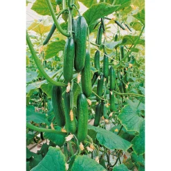 Schlangengurke plastikfrei Topf 12 cm*Plantiflor Hot