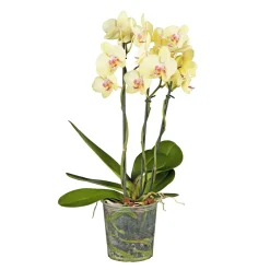 Schmetterlings-Orchidee 3-Trieber Topf Durchmesser 12 cm*Plantiflor Online