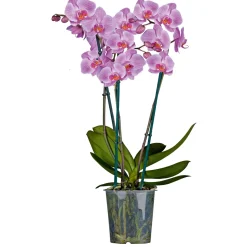 Schmetterlings-Orchidee 3-Trieber Topf Durchmesser 12 cm*Plantiflor Online