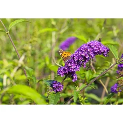 Schmetterlingsstrauch im Topf Durchmesser 19 cm*Plantiflor Hot