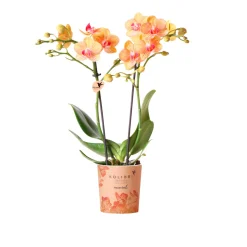 Schmetterlingsorchidee Topf- Durchmesser 9 cm*Plantiflor Best