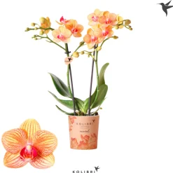 Schmetterlingsorchidee Topf- Durchmesser 9 cm*Plantiflor Best