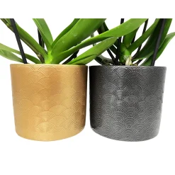 Schmetterlingsorchidee in Keramik Topf- Durchmesser 12 cm*Plantiflor Outlet