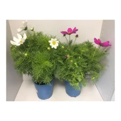 Schmuckkörbchen verschiedene Farben 3 L*Plantiflor Sale