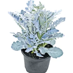 Silberblatt Topf Durchmesser 9 cm*Plantiflor Clearance