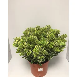 Solitärbusch bunt^Plantiflor Online