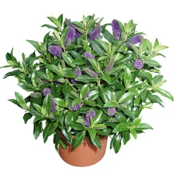 Solitärbusch bunt^Plantiflor Online