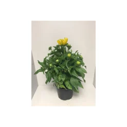 Sonnenhut Rudbeckia Summerina Yellow Durchmesser 23 cm*Plantiflor New